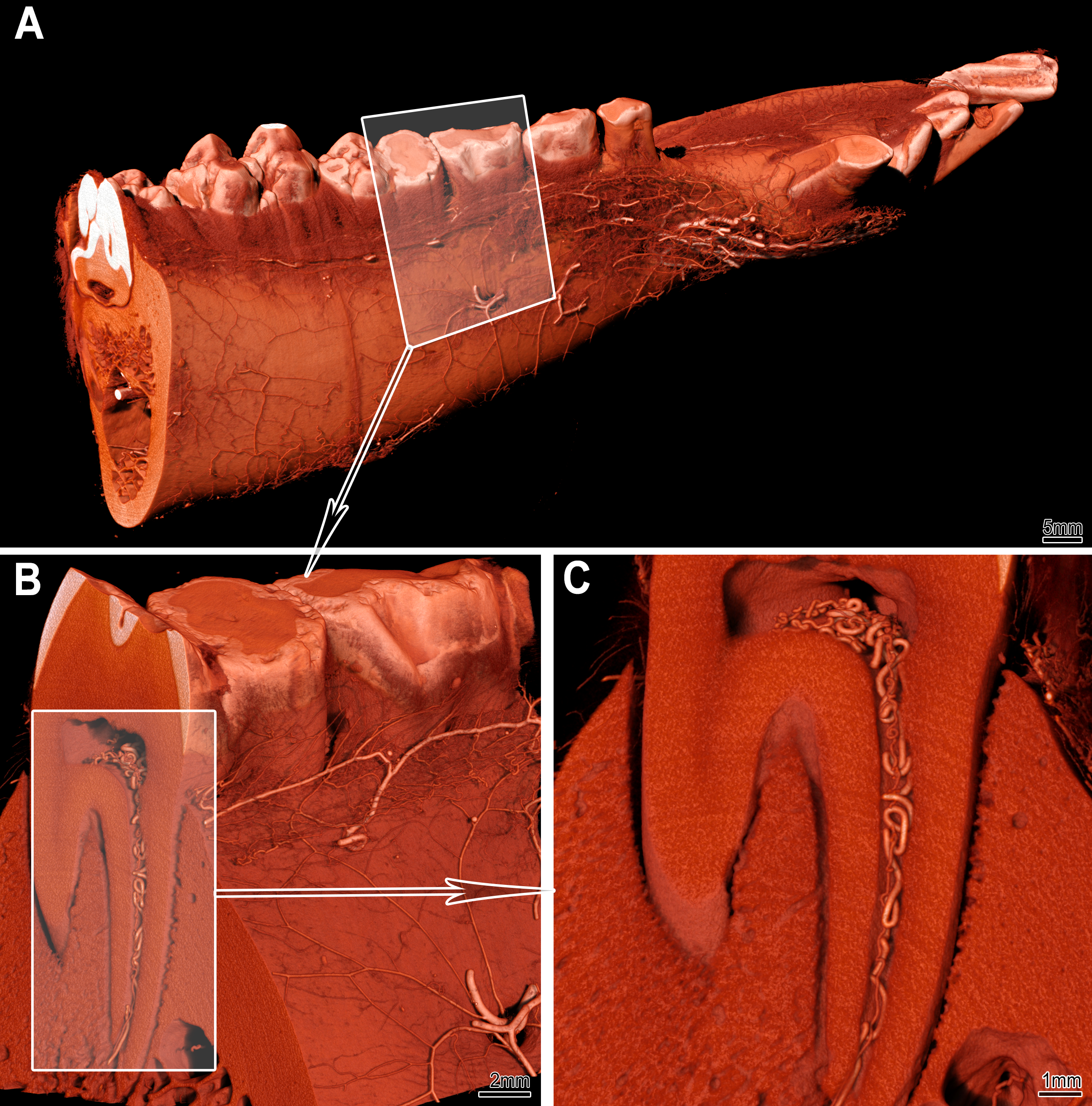 Figure 5: microangioCT of the minipig mandibula. Panel A displays the visualization of a right minipig hemimandible. The vasculature at the bone surface is clearly visible. The framed area in A marks the subvolume represented in panel B at higher magnification. Panel C displays the transverse section marked in panel B: the pulp chamber and root canal with the corresponding vessels are unambiguously visualized. Due to the voxel size of 8–9 µm, microvessels with diameter of 40 µm or less cannot be visualized in such large samples.